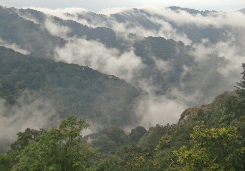 Africa’s mountain forests store more carbon than previously thought