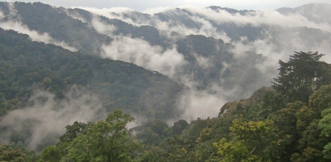 Montane forest in Rwanda. Montane forest in Rwanda.