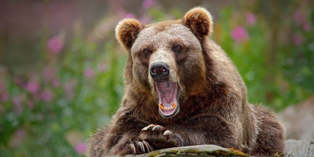 The research group found that human use of antibiotics also affected the bears’ bacteria and their resistance to antibiotics. The research group found that human use of antibiotics also affected the bears’ bacteria and their resistance to antibiotics.