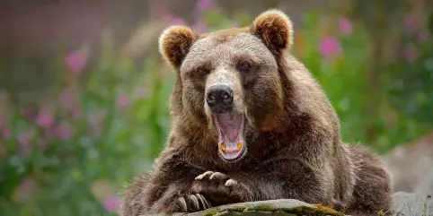 Human antibiotic use affects wild bears
