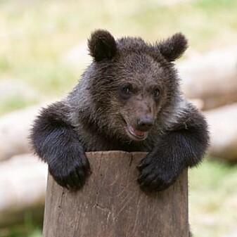 The fact that bacteria develop resistance to antibiotics is a big problem, for humans and for animals in the wild. That means it’s smart for both bears and people for us to limit their use. The fact that bacteria develop resistance to antibiotics is a big problem, for humans and for animals in the wild. That means it’s smart for both bears and people for us to limit their use.