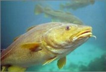 Torsk. (Foto: www.fishbase.org) Torsk. (Foto: www.fishbase.org)