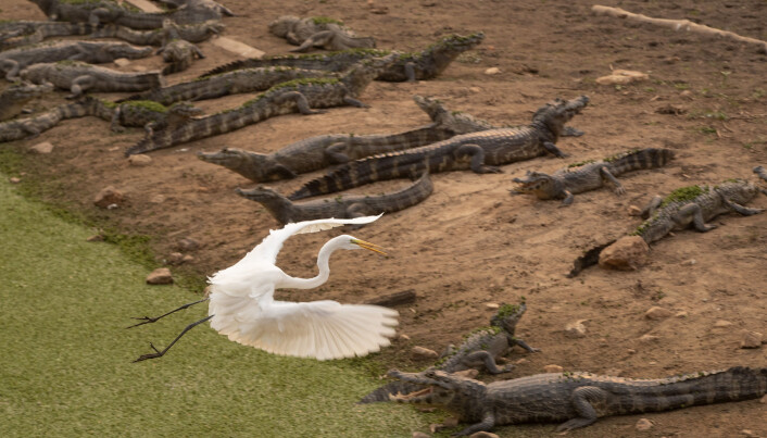 En hegre flyr over en gruppe kaimaner som ligger ved bredden av den nesten uttørkede elven Bento Gomes i Pantanal i Brasil. Pantanal er verdens største tropiske våtmarksområde og populært for dem som vil oppleve dyreliv. I 2020 var det unormalt tørt og rekord mange branner i regionen. En hegre flyr over en gruppe kaimaner som ligger ved bredden av den nesten uttørkede elven Bento Gomes i Pantanal i Brasil. Pantanal er verdens største tropiske våtmarksområde og populært for dem som vil oppleve dyreliv. I 2020 var det unormalt tørt og rekord mange branner i regionen.