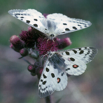 Apollosommerfugl. (Foto: Lars Ove Hansen, Naturhistorisk museum/UiO) Apollosommerfugl. (Foto: Lars Ove Hansen, Naturhistorisk museum/UiO)