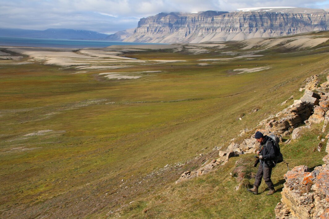 Arktis blir stadig grønnere viser ny rapport. Bildet viser tundraen i Sassendalen på midtre Spitsbergen. Arktis blir stadig grønnere viser ny rapport. Bildet viser tundraen i Sassendalen på midtre Spitsbergen.