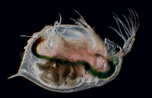 The water flea that Darwin couldn't explain