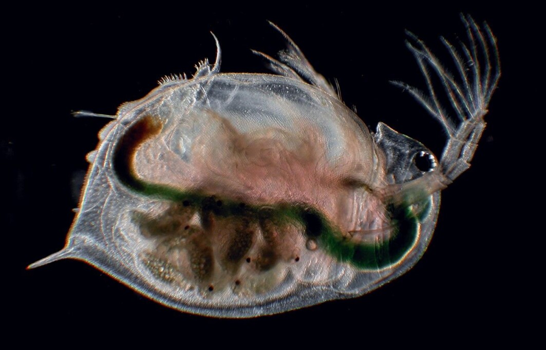 Selv fem individer av vannloppen Daphnia magna er nok til å bringe arten videre, viser ferske studier. Selv fem individer av vannloppen Daphnia magna er nok til å bringe arten videre, viser ferske studier.