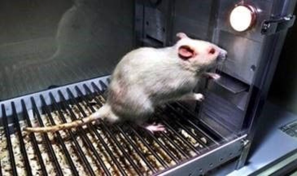 Dette er en av rottene forskerne eksperimenterte på. Dette er en av rottene forskerne eksperimenterte på.