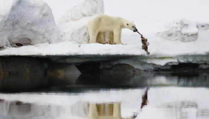 Siste norske Ig Nobel-vinnere var forskerne som i 2014 fikk utmerkelsen for å ha studert fluktadferd hos reinsdyr som ser mennesker forkledt som isbjørner. Det var imidlertid et klart mål med forskningen. En isbjørn med et reinsdyrkadaver nord på Svalbard.