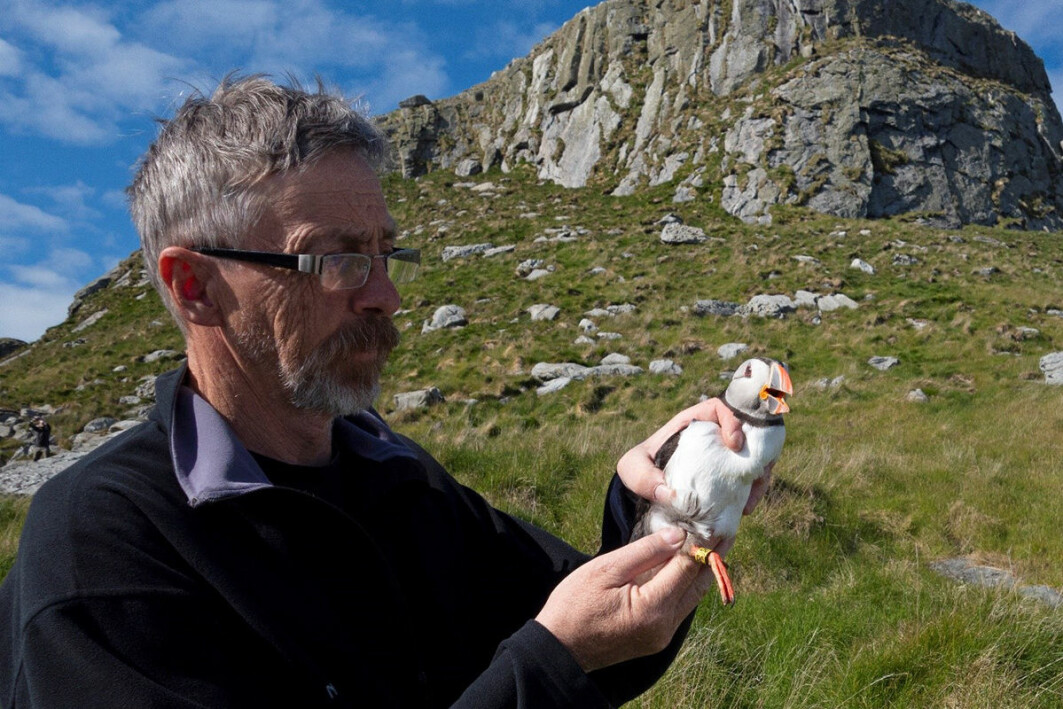 Tycho Anker-Nilssen with the reference individual for the genetic study. Based on a blood sample in 2018, the whole genome for this female was mapped. The bird still breeds in good health at Røst.