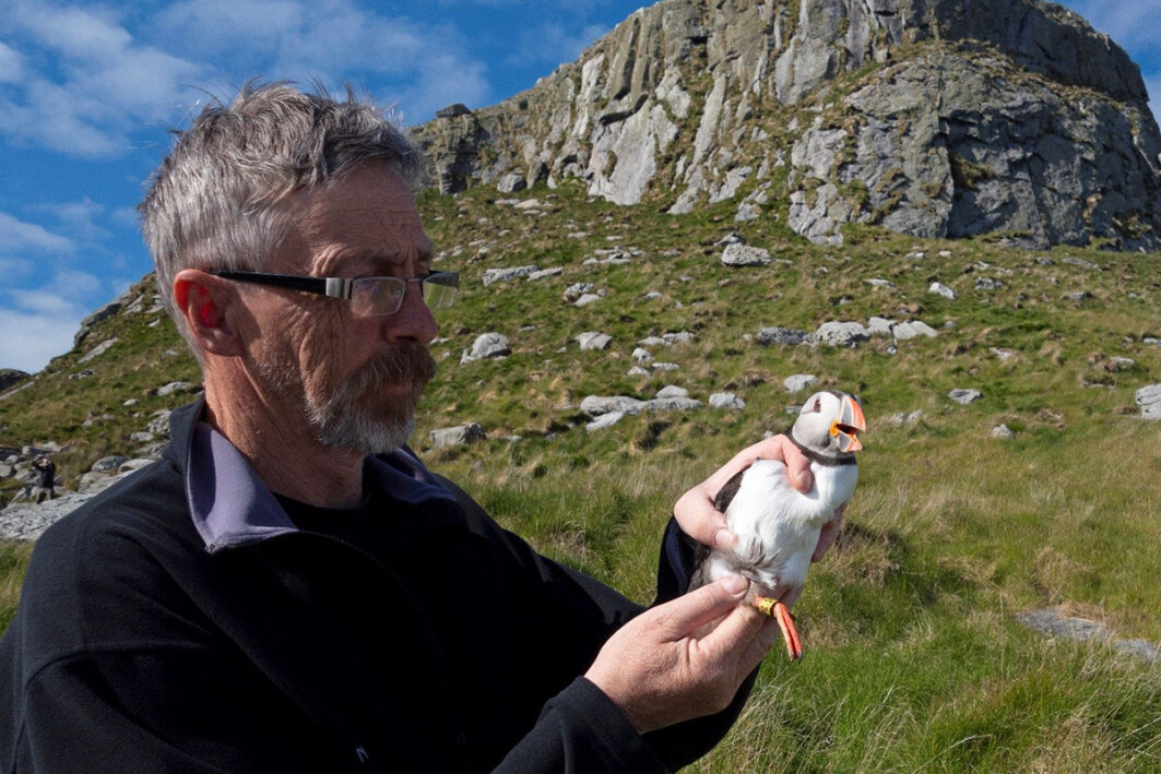 Tycho Anker-Nilssen with the reference individual for the genetic study. Based on a blood sample in 2018, the whole genome for this female was mapped. The bird still breeds in good health at Røst. Tycho Anker-Nilssen with the reference individual for the genetic study. Based on a blood sample in 2018, the whole genome for this female was mapped. The bird still breeds in good health at Røst.