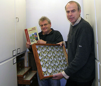 Lars Ove Hansen og Leif Aarvik viser fram boka "Norges sommerfugler" og ein kikk i magasinet i insektsamlinga på Naturhistorisk museum. Foto: Torstein Helleve Lars Ove Hansen og Leif Aarvik viser fram boka "Norges sommerfugler" og ein kikk i magasinet i insektsamlinga på Naturhistorisk museum. Foto: Torstein Helleve
