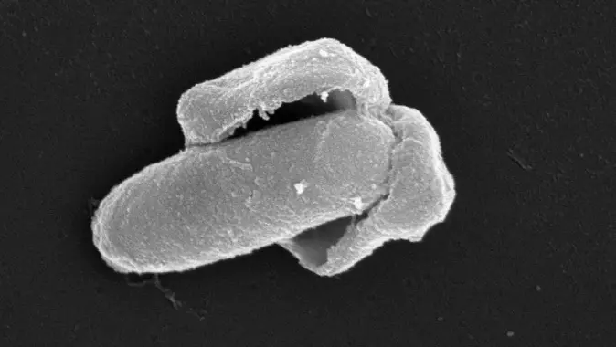 Her ser vi en <span class=" italic" data-lab-italic_desktop="italic">Bacillus licheniformis</span>-spore som våkner til live; sporeskallet sprekker og en voksende bakterie kommer ut. Her ser vi en <span class=" italic" data-lab-italic_desktop="italic">Bacillus licheniformis</span>-spore som våkner til live; sporeskallet sprekker og en voksende bakterie kommer ut.