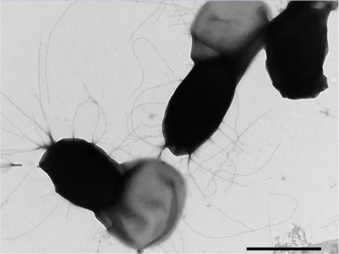 Bacillus cereus-sporer er problematiske for meieri-industrien siden de overlever varmebehandling og binder seg til rørsystemer og utstyr. Forskerne tror de lange trådene på sporeoverflaten hjelper sporene å feste seg til rustfritt stål og danne grunnlag for biofilm.