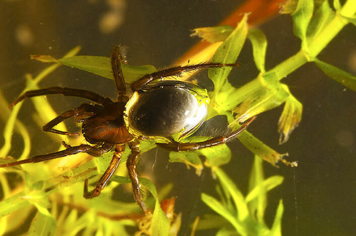 Ein vassedderkopp på veg ned i vatnet med ny forsyning av luft til dykkarklokka si. Dette treng han berre gjere ein gong i døgnet viser ein ny studie. (Foto: Stefan K. Hetz, Humboldt Universitet) Ein vassedderkopp på veg ned i vatnet med ny forsyning av luft til dykkarklokka si. Dette treng han berre gjere ein gong i døgnet viser ein ny studie. (Foto: Stefan K. Hetz, Humboldt Universitet)