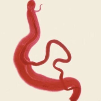 Her ses to voksne parasittiske flatormer av arten S. mansoni. Den tykke er hannen, mens hunnen er er tynnere, og oppholder seg i en kanal inni hannens buk. (Foto: Centers for Disease Control and Prevention) Her ses to voksne parasittiske flatormer av arten S. mansoni. Den tykke er hannen, mens hunnen er er tynnere, og oppholder seg i en kanal inni hannens buk. (Foto: Centers for Disease Control and Prevention)