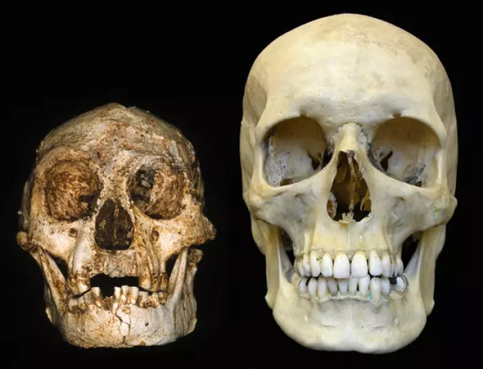 "Skallen av Homo floresiensis (til venstre) sammenlignet med skallen av et moderne menneske. (Foto: Professor Peter Brown, University of New England)"