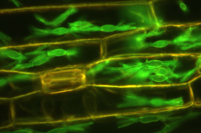 Plantecellene koloniseres av melduggsoppen som skrur av plantens gjenkjennelsesmekanismer og holder cellene i live så den kan ta opp næring, produsere flere sporer og spre seg til flere planter. (Foto: Science/AAAS) Plantecellene koloniseres av melduggsoppen som skrur av plantens gjenkjennelsesmekanismer og holder cellene i live så den kan ta opp næring, produsere flere sporer og spre seg til flere planter. (Foto: Science/AAAS)