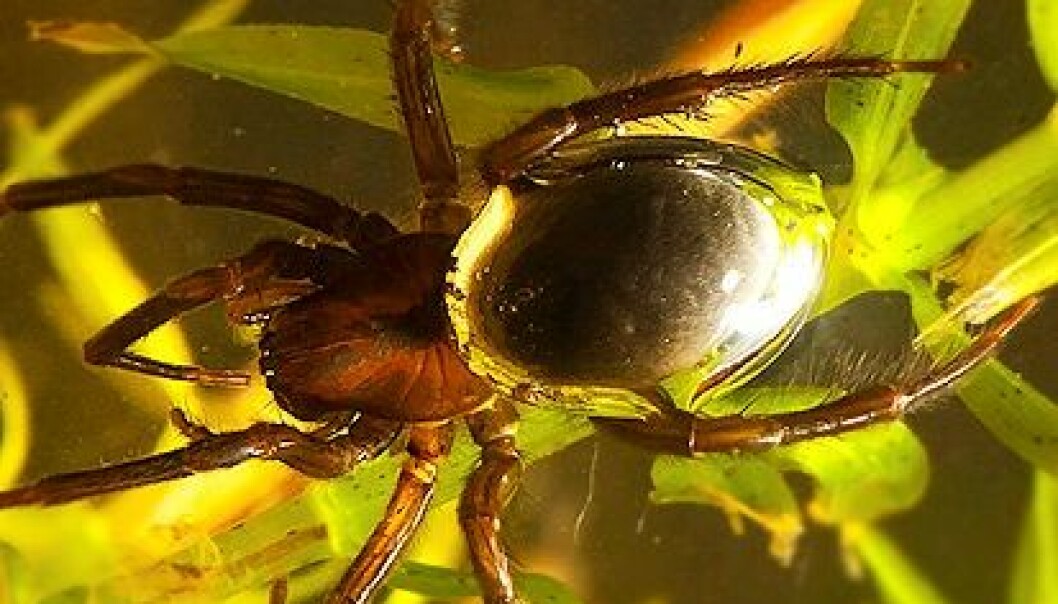 Edderkopp bruker luftboble som gjelle