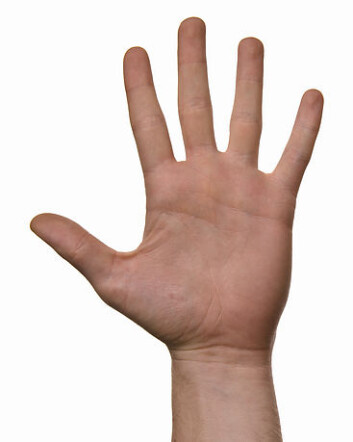 "Tommelen er regnet som første finger, og det er forholdet mellom nummer to og fire forskerne har sett nærmere på. (Illustrasjonsfoto: www.colorbox.no)" "Tommelen er regnet som første finger, og det er forholdet mellom nummer to og fire forskerne har sett nærmere på. (Illustrasjonsfoto: www.colorbox.no)"