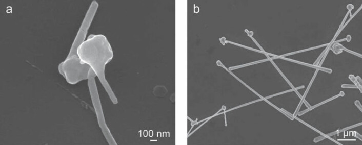 Til venstre: Elektronmikroskopi av nanostaver som vokser ut fra kobberpartikkel, tre og et halvt minutt etter at prosessen er startet. Til høyre: Etter 20 minutter hadde nanostavene vokst i lengde. (Foto: Benjamin J. Wiley, Duke University)