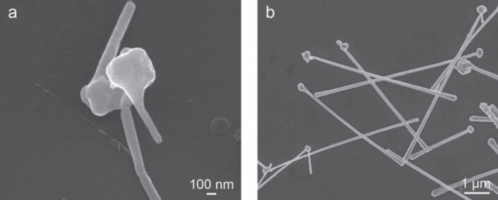 Til venstre: Elektronmikroskopi av nanostaver som vokser ut fra kobberpartikkel, tre og et halvt minutt etter at prosessen er startet. Til høyre: Etter 20 minutter hadde nanostavene vokst i lengde. (Foto: Benjamin J. Wiley, Duke University) Til venstre: Elektronmikroskopi av nanostaver som vokser ut fra kobberpartikkel, tre og et halvt minutt etter at prosessen er startet. Til høyre: Etter 20 minutter hadde nanostavene vokst i lengde. (Foto: Benjamin J. Wiley, Duke University)
