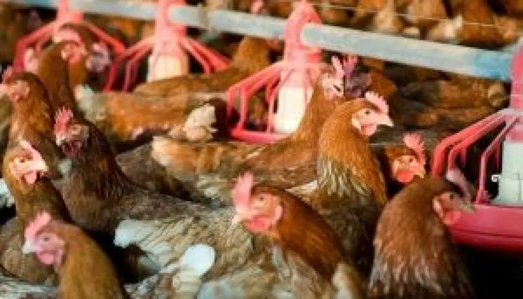 Transgene høns kan hindre epidemier