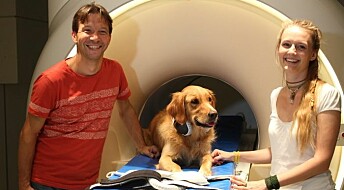 Belønningssenteret i hjernen til hunder lyste opp når eieren snakket