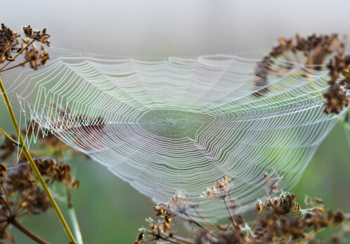 Spider silk inspires a new material with extraordinary mechanical properties