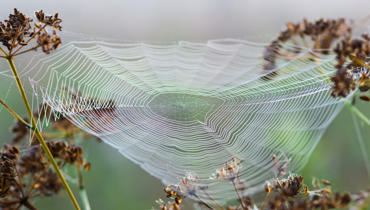 Spider silk inspires a new material with extraordinary mechanical ...
