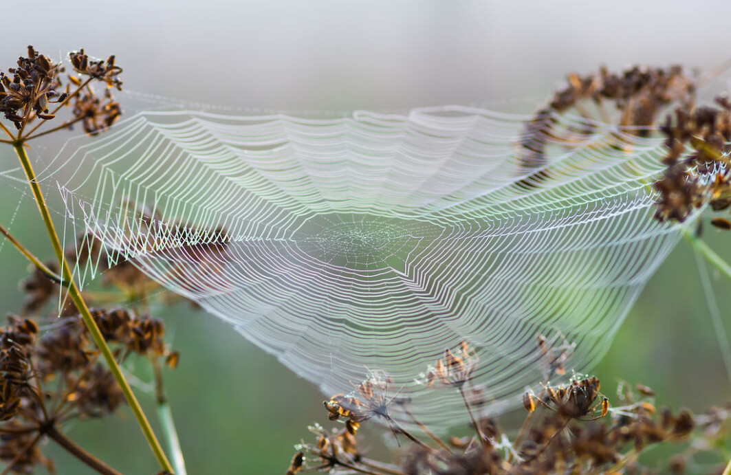 Spiders weave lightweight, strong webs to catch their prey. NTNU researchers have mimicked the strongest parts of the web, the spokes and the outer edge, to create a new material with potentially useful properties. Spiders weave lightweight, strong webs to catch their prey. NTNU researchers have mimicked the strongest parts of the web, the spokes and the outer edge, to create a new material with potentially useful properties.