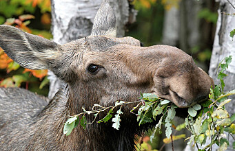 Moose appetite for deciduous trees counteracts warming effects