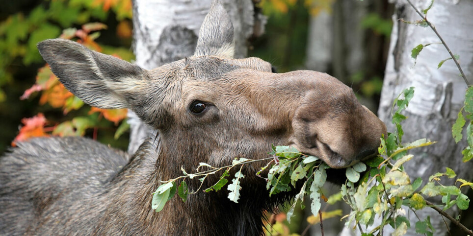 Researchers have studied whether browsing by moose counteracts the effect of a warmer climate on forest growth.