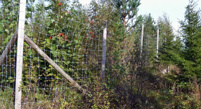 Fences protected vegetation plots from browsing to provide researchers with a basis for comparison.
