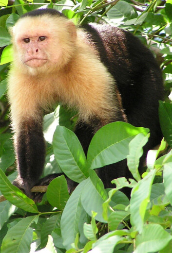 Capuchinapene vasker seg med urin for å vise seksuell og sosial status, viser ny forskning. (Foto: David M. Jensen) Capuchinapene vasker seg med urin for å vise seksuell og sosial status, viser ny forskning. (Foto: David M. Jensen)