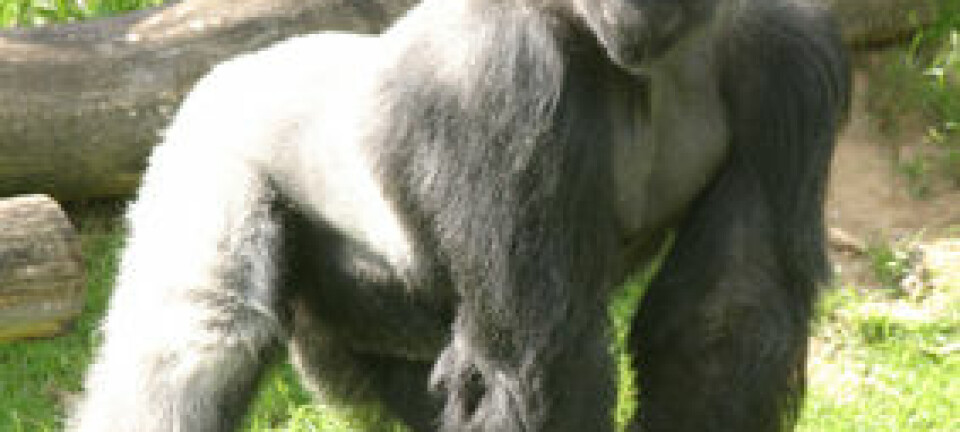 Gorillaen Samson liker å leke med seg selv. Men hvis han hadde levd i naturen, hadde han i stedet hoppet på en hunn. (Foto: Givskud Zoo / Wikimedia Commons, se lisens her)