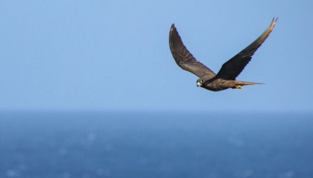 Dette er en eleonorafalk som flyr over Atlanterhavet. Den hekker, altså legger egg, på Kanariøyene. Om vinteren bor den på Madagaskar. Flyttingen gjør at vi kaller den en trekkfugl. Dette er en eleonorafalk som flyr over Atlanterhavet. Den hekker, altså legger egg, på Kanariøyene. Om vinteren bor den på Madagaskar. Flyttingen gjør at vi kaller den en trekkfugl.