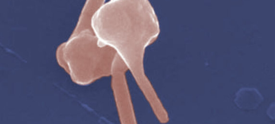 Elektron-mikroskopi av kobber-nanorør som formes ut fra kuleformede kobberpartikler. (Bildet er kunstig fargelagt av forskning.no)  (Bilde: Benjamin Wiley, Duke University)