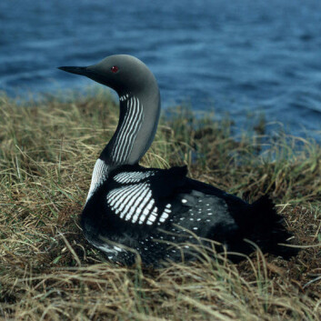 Storlom (Gavia arctica). (Foto: Wikimedia Commons) Storlom (Gavia arctica). (Foto: Wikimedia Commons)