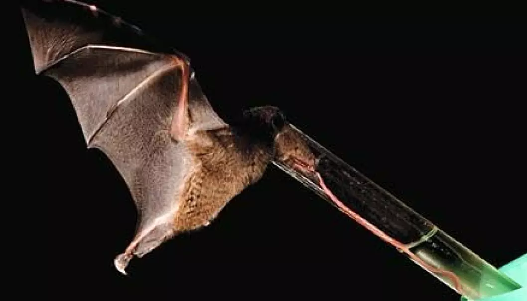 Flaggermus med den lengste tunga