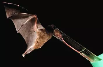 "Nektarflaggermusen Anoura fistulata drikker av et seks millimeter tykt glassrør. Tunga sees som den lyserøde strengen. Foto: Murray Cooper."