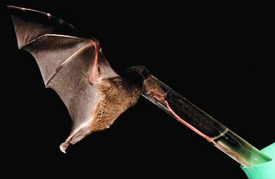 'Nektarflaggermusen Anoura fistulata drikker av et seks millimeter tykt glassrør. Tunga sees som den lyserøde strengen. Foto: Murray Cooper.'