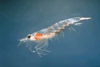 "En krill stirrer inn i dypet." "En krill stirrer inn i dypet."