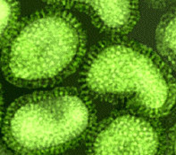 "Når den taggete overflaten på influensaviruset forandrer seg, klarer ikke kroppen å kjenne det igjen."
