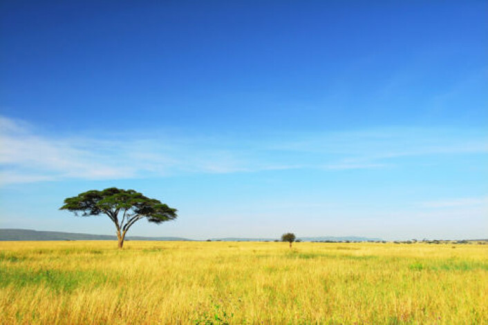 Det moderne mennesket oppsto to ganger. Begge ganger i Afrika. (Foto: iStockphoto) Det moderne mennesket oppsto to ganger. Begge ganger i Afrika. (Foto: iStockphoto)