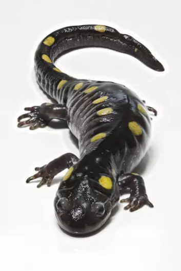 "Salamanderen har brukt sine omgivelser til å øke sin egen overlevelsesevne"
