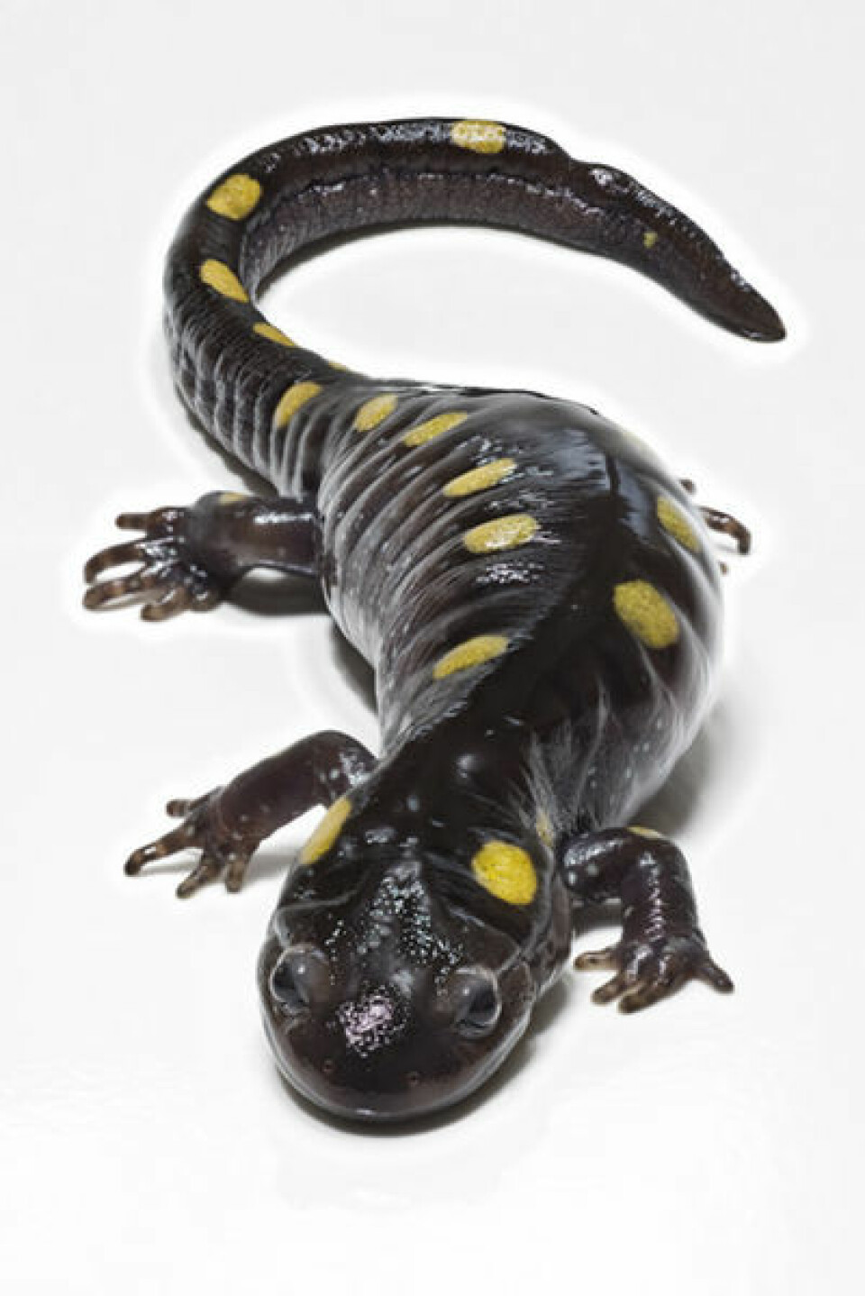 'Salamanderen har brukt sine omgivelser til å øke sin egen overlevelsesevne'