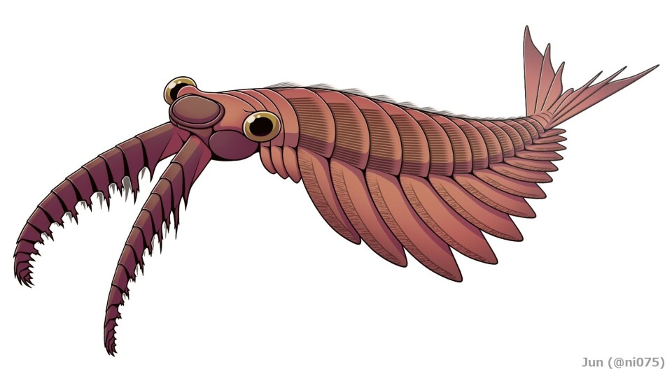 Anomalocaris kunne bli en meter. Navnet betyr «unormal reke».