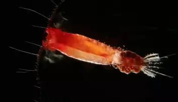 Deep sea paraeuchaeta with eggs
