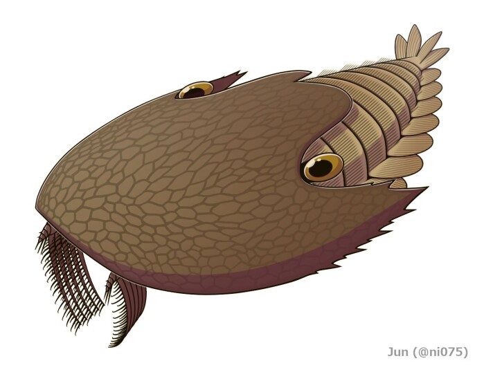 <span class=" italic" data-lab-italic_desktop="italic">Cambroraster falcatus</span> ligner på <span class=" italic" data-lab-italic_desktop="italic">Titanokorys</span>, men var mindre. Kanskje var de konkurrenter? <span class=" italic" data-lab-italic_desktop="italic">Cambroraster falcatus</span> ligner på <span class=" italic" data-lab-italic_desktop="italic">Titanokorys</span>, men var mindre. Kanskje var de konkurrenter?